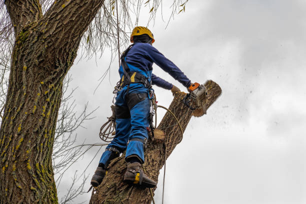 Loudoun Valley Estates, VA Tree Service Company